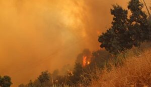 سبب حريق غابات الجزائر