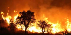 عدد ضحايا حريق غابات الجزائر