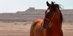 اسماء خيول عربية اصيلة 2022 مع معانيها