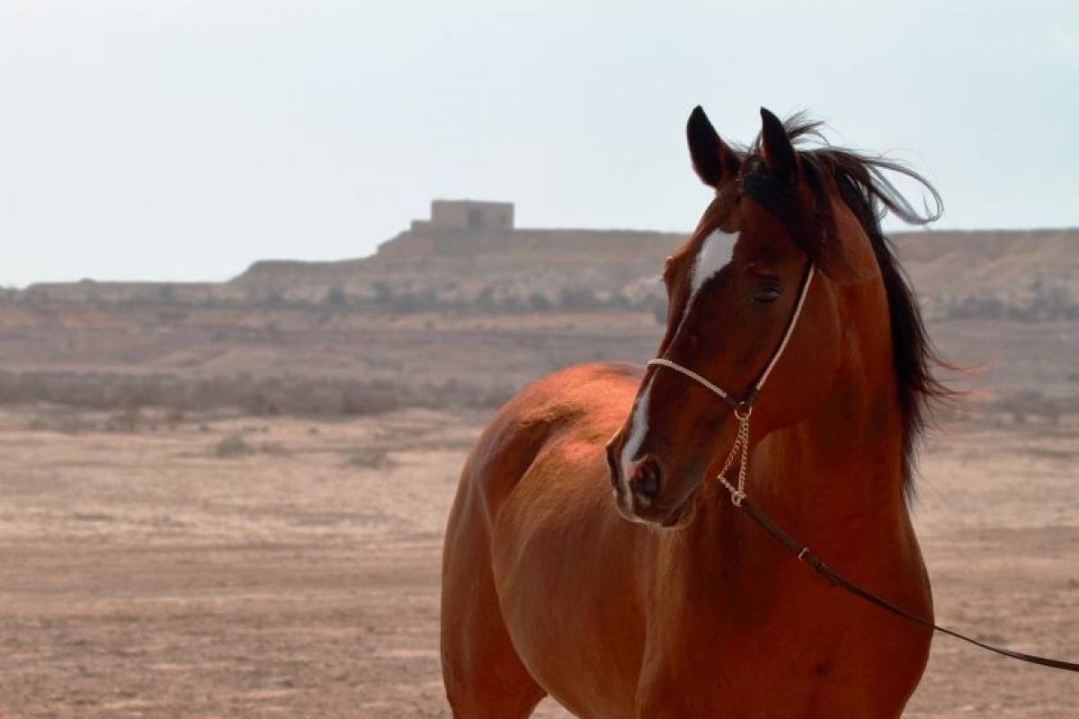 اسماء خيول عربية اصيلة 2022 مع معانيها