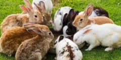 دراسة جدوى مشروع تربية الأرانب