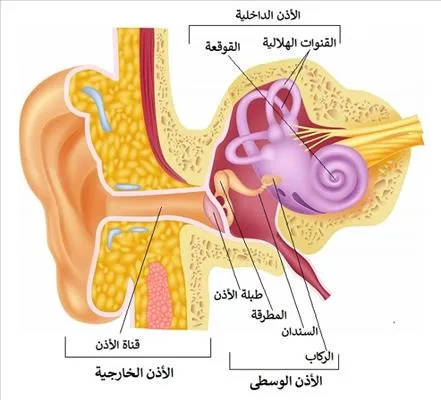 ما هي وظيفة الأذن الداخلية
